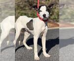 RAMEN - Male American Staffordshire Terrier-Siberian Husky Mix Dog for Adoption - Small photo