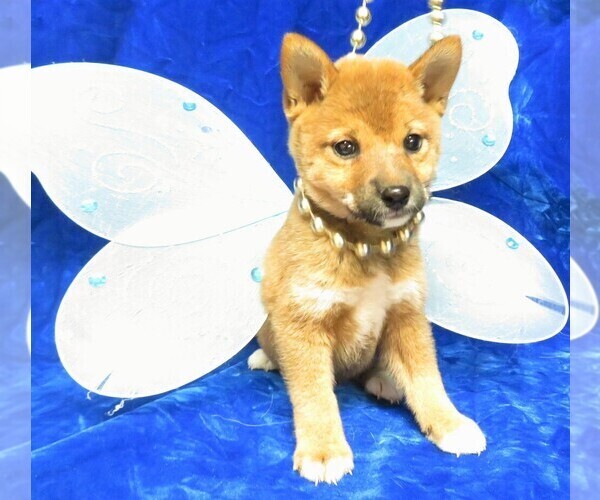 Medium Photo #1 Shiba Inu Puppy For Sale in NORWOOD, MO, USA