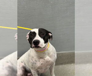 American Pit Bull Terrier-Unknown Mix Dogs for adoption in Las Vegas, NV, USA