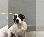 Small American Pit Bull Terrier Mix