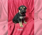Puppy 2 German Shepherd Dog