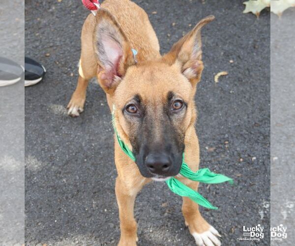 Medium Photo #2 Black Mouth Cur-Unknown Mix Puppy For Sale in Washington, DC, USA