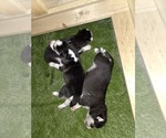 Small #38 Siberian Husky