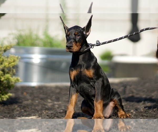 Medium Photo #3 Doberman Pinscher Puppy For Sale in WARSAW, IN, USA