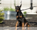 Small #2 Doberman Pinscher