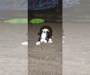 Boston Terrier Puppy for sale in MITCHELL, IN, USA