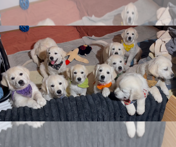 Medium Photo #6 English Cream Golden Retriever Puppy For Sale in BISMARCK, ND, USA