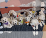 Small #5 English Cream Golden Retriever