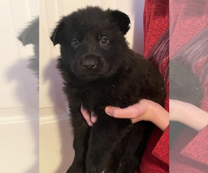 German Shepherd Dog Puppy for sale in CLEAR SPRING, MD, USA
