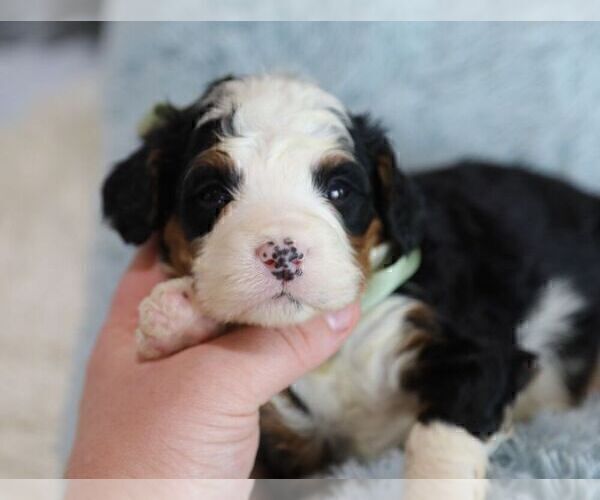 Medium Photo #6 Bernedoodle (Miniature) Puppy For Sale in BILLERICA, MA, USA