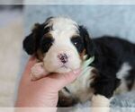 Small #5 Bernedoodle (Miniature)