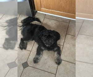 Father of the Shih Tzu puppies born on 06/19/2026