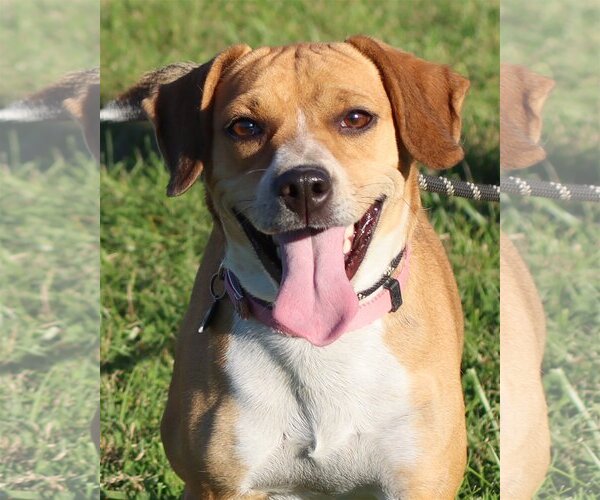 Medium Photo #2 Beagle-Unknown Mix Puppy For Sale in Green Forest, AR, USA
