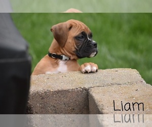 Boxer Puppy for sale in SHIPSHEWANA, IN, USA
