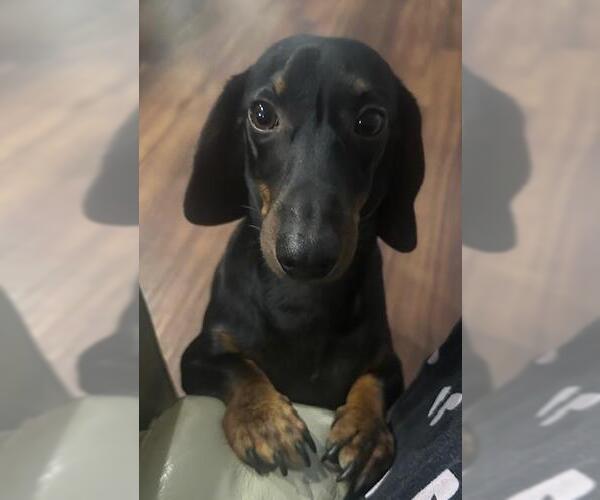 Medium Photo #3 Dachshund Puppy For Sale in Los Angeles, CA, USA