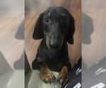 Small #2 Dachshund