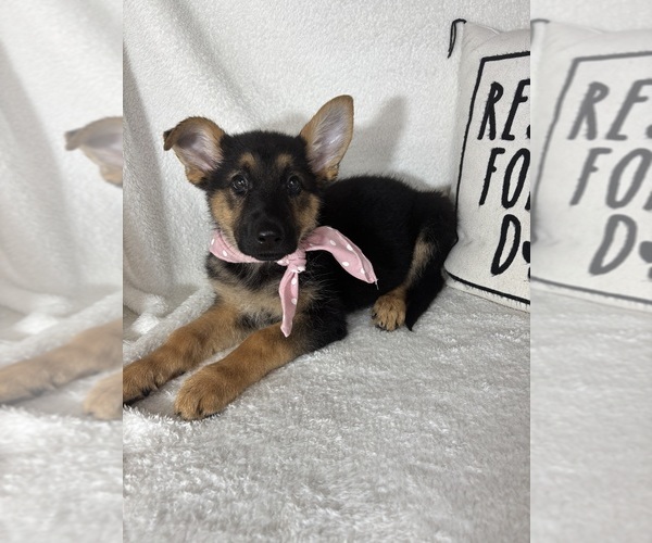 Medium Photo #2 German Shepherd Dog Puppy For Sale in GREENFIELD, IN, USA