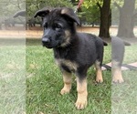 Small Photo #1 German Shepherd Dog Puppy For Sale in STANDISH, MI, USA