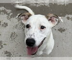 Small Labrador Retriever Mix