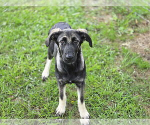 German Shepherd Dog-Unknown Mix Dogs for adoption in Boston, MA, USA