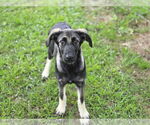 Small German Shepherd Dog Mix