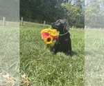 Small #1 Labrador Retriever