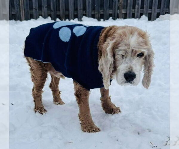 Medium Photo #2 Cocker Spaniel-Unknown Mix Puppy For Sale in Germantown, OH, USA