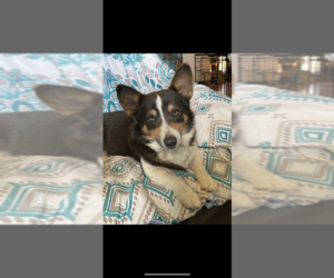Cardigan Welsh Corgi Puppy for sale in SHERMAN, TX, USA