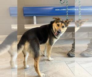 Australian Shepherd-German Shepherd Dog Mix Dogs for adoption in Canfield, OH, USA