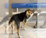 Small Australian Shepherd-German Shepherd Dog Mix