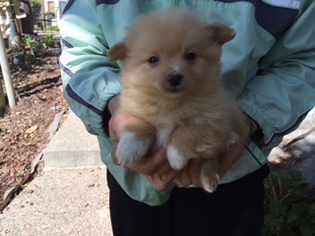 Maltipom Puppy for sale in CUPERTINO, CA, USA