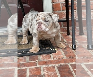 Bulldog Puppy for sale in HOUSTON, TX, USA