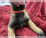 Small Photo #38 Belgian Malinois Puppy For Sale in REESEVILLE, WI, USA