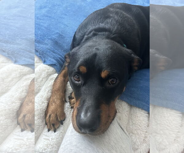 Medium Photo #6 Rottweiler Puppy For Sale in Tustin, CA, USA