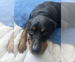 Small #5 Rottweiler