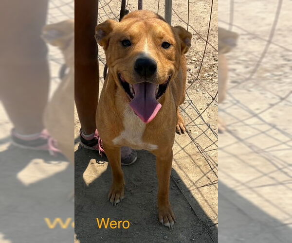 Medium Photo #1 American Pit Bull Terrier-Unknown Mix Puppy For Sale in Fallbrook, CA, USA