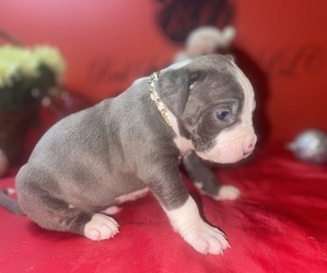 Medium American Pit Bull Terrier