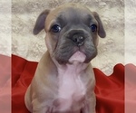 Puppy Sabrina French Bulldog