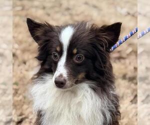 Australian Shepherd-Unknown Mix Dogs for adoption in Yardley, PA, USA