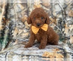 Small #7 Goldendoodle (Miniature)