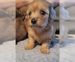 Puppy Female 2 Hazeln Dachshund