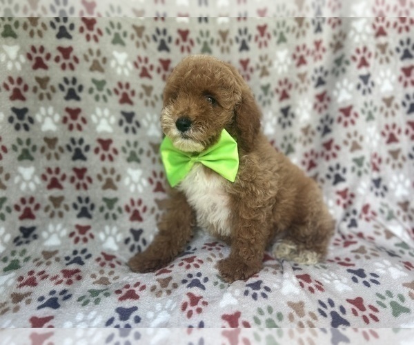 Medium Photo #3 Cock-A-Poo Puppy For Sale in LAKELAND, FL, USA