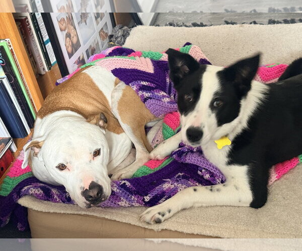 Medium Photo #16 Border Collie Puppy For Sale in Sandy, UT, USA