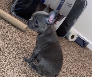French Bulldog Puppy for sale in PINEVILLE, NC, USA