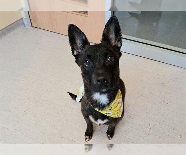 Medium Photo #3 Cardigan Welsh Corgi-Unknown Mix Puppy For Sale in Orange, CA, USA