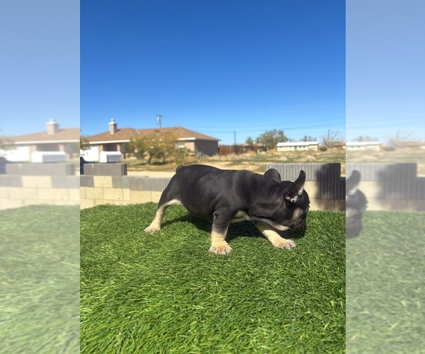 Medium Photo #12 French Bulldog Puppy For Sale in SANTA MONICA, CA, USA