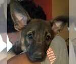 Small #12 German Shepherd Dog Mix
