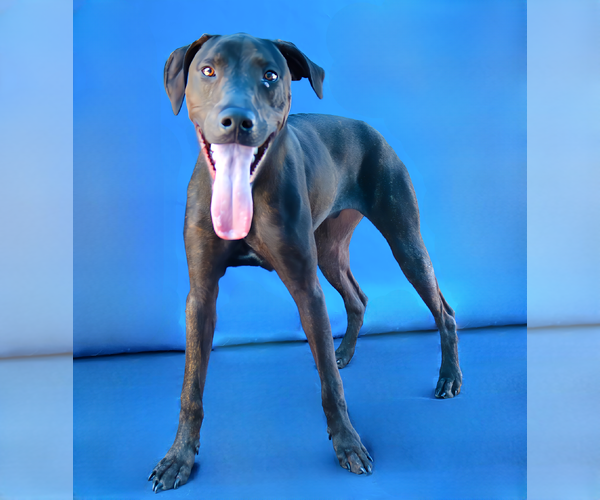 Medium Photo #2 Plott Hound-Unknown Mix Puppy For Sale in Pasadena, CA, USA