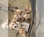 Small Photo #6 Golden Retriever Puppy For Sale in SAUK RAPIDS, MN, USA