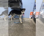 Small Photo #4 Siberian Husky-Unknown Mix Puppy For Sale in Evansville, IN, USA